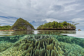 Above and below photo in the crystal clear water in the shallow reefs off Wayag Bay,Raja Ampat,Indonesia,Southeast Asia,Asia
