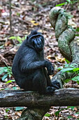 An adult male Celebes crested macaque (Macaca nigra),foraging in Tangkoko Batuangus Nature Reserve,Sulawesi,Indonesia,Southeast Asia,Asia