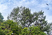 Röhrennasenfledermaus (Nyctimene albivente)r, in der Luft über Pulau Panaki, Raja Ampat, Indonesien, Südostasien, Asien