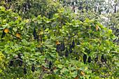 Röhrennasenfledermaus (Nyctimene albiventer), Schlafplatz auf Pulau Panaki, Raja Ampat, Indonesien, Südostasien, Asien