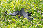 Röhrennasen-Fledermäuse (Nyctimene albiventer), in der Luft auf Pulau Panaki, Raja Ampat, Indonesien, Südostasien, Asien