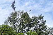 Gewöhnliche Röhrennasen-Fledermäuse (Nyctimene albiventer), in der Luft über Pulau Panaki, Raja Ampat, Indonesien, Südostasien, Asien