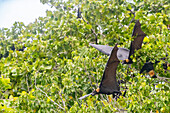 Röhrennasenfledermaus (Nyctimene albiventer), in der Luft über Pulau Panaki, Raja Ampat, Indonesien, Südostasien, Asien