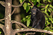 An adult Celebes crested macaque (Macaca nigra),foraging in Tangkoko Batuangus Nature Reserve,Sulawesi,Indonesia,Southeast Asia