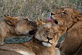 Lion pride (Panthera leo),Sabi Sands Game Reserve,South Africa.