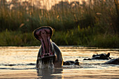 Flusspferd (Hippopotamus amphibius),Okavango Delta,Botswana.