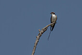 Wire-tailed swallow (Hirundo smithii),Bandhavgarh National Park,India.