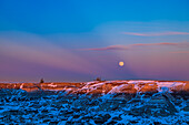 The rising Full Moon of January 6,2023 over the Badlands of Horseshoe Canyon,near Drumheller,Alberta. Here the Moon is set in the pink Belt of Venus and with dark blue crepuscular rays (or more correctly,anti-crepuscular rays) converging on the point directly opposite the Sun. The rays are shadows cast by clouds in the west,which parted enough for a few moments for the setting Sun to light the foreground,making for a colourful contrast between ground and sky.