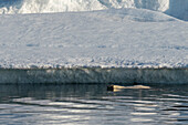 Eisbär (Ursus maritimus) beim Schwimmen, Wahlbergoya, Svalbard Inseln, Norwegen.
