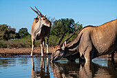 Elenantilope (Taurotragus oryx) beim Trinken am Wasserloch, Mashatu Game Reserve, Botswana.