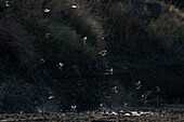 Red-billed Quelea (Quelea quelea),Mashatu Game Reserve,Botswana.