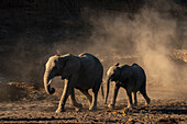 African elephant (Loxodonta africana) walking in line,Mashatu Game Reserve,Botswana.