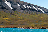 Walrosse (Odobenus rosmarus) beim Ausruhen am Strand, Edgeoya, Svalbard Inseln, Norwegen.