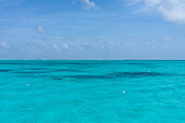 Schildkrötengrasflächen und Riffe auf dem Sandboden in klarem, flachem Wasser im Belize Barrier Reef in der Karibik, Belize.