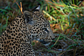 Leopard (Panthera pardus), Sabi Sands Game Reserve, Südafrika.