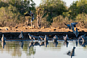 Mashatu-Wildreservat, Botswana.