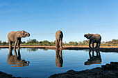 Afrikanische Elefanten (Loxodonta africana) trinken an einer Wasserstelle im Mashatu-Wildreservat in Botsuana.
