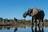 Afrikanischer Elefant (Loxodonta africana) und Steppenzebras (Equus quagga) am Wasserloch, Mashatu Game Reserve, Botswana.