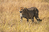 Gepard (Acinonyx jubatus) beim Spaziergang in der Savanne, Okavango Delta, Botswana.