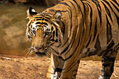 Bengal tiger (Panthera Tigris),Bandhavgarh National Park,India.