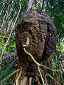 Termitarium or nest of Nozzle-headed or Conehead Termites,Genus Nasutitermes,in the rainforest in Belize in the Nohoch Che'en Caves Branch Archeological Reserve.