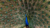 Indischer Pfau (Pavo cristatus) bei der Zurschaustellung, Bandhavgarh National Park, Indien.