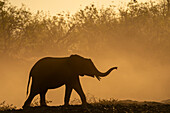 African elephant (Loxodonta africana),Mashatu Game Reserve,Botswana.