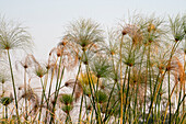 Papyrus (Papyrus sp),Okavango Delta,Botswana.