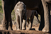 Ein afrikanisches Elefantenkalb (Loxodonta africana) kalbt im Mashatu-Wildreservat in Botsuana.
