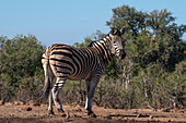 Steppenzebra (Equus quagga), Mashatu-Wildreservat, Botsuana.