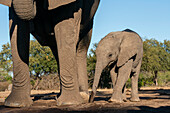 Afrikanischer Elefant (Loxodonta africana) und Kalb am Wasserloch, Mashatu Game Reserve, Botswana.