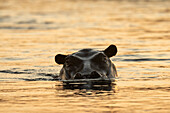 Flusspferd (Hippopotamus amphibius), Okavango-Delta, Botswana.