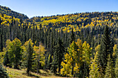 Aspen trees in fall color mixed with conifers on the Markagunt Plateau in southwestern Utah.