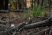 Achsenhirsch (Cervus axis), Bandhavgarh National Park, Indien.