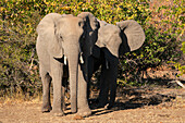 African elephant calves (Loxodonta africana),Mashatu Game Reserve,Botswana.
