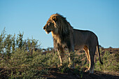 Männlicher Löwe (Panthera leo), Mashatu Game Reserve, Botswana.
