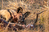 Afrikanischer Wildhund (Lycaon pictus) frisst ein Impala (Aepyceros melampus) im Okavango-Delta in Botswana.