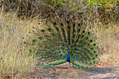 Indian Peafowl (Pavo cristatus) displaying,Bandhavgarh National Park,India.