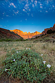 Sacred Datura in bloom and sunrise light on the Towers of the Virgin in Zion National Park in southwest Utah. L-R: the West Temple,the Sundial,the Witch Head & Altar of Sacrifice.