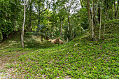 Bäume, die auf den Hügeln der noch nicht ausgegrabenen Ruinen in den Maya-Ruinen im Yaxha-Nakun-Naranjo-Nationalpark in Guatemala wachsen. Nordöstlicher Komplex der Plaza E oder Plaza of the Birds.