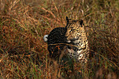 Leopard (Panthera pardus), Sabi Sands Game Reserve, Südafrika.