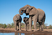 Afrikanischer Elefant (Loxodonta africana) beim Trinken am Wasserloch, Mashatu Game Reserve, Botsuana.