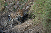 Leopard (Panthera pardus),Mashatu Game Reserve,Botswana.