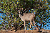 Großer Kudu weiblich (Tragelaphus strepsiceros), Mashatu Game Reserve, Botswana.