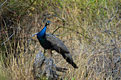 Indischer Pfau (Pavo cristatus), Bandhavgarh National Park, Indien.