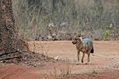 Asiatic Jackal (Canis Aureus),Bandhavgarh National Park,India.