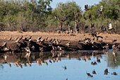 Rotschnabel-Quelea (Quelea quelea), Mashatu Game Reserve, Botswana.