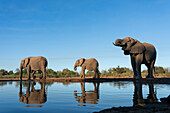 Afrikanische Elefanten (Loxodonta africana) beim Trinken am Wasserloch, Mashatu Game Reserve, Botswana.