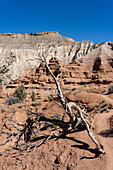 A twisted,dead pinyon pine tree trunk on the Angel's Palace Trail in Kodachrome Basin State Park in Utah.