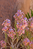 Gray Hop Sage,Grayia spinosa,in bloom in Kodachrome Basin State Park in Utah.